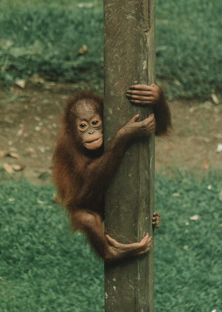 orango orfano piccolo